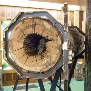 伐採中に見つけた犬のミイラ。