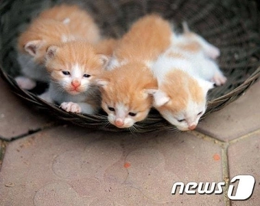 こちらが子猫です