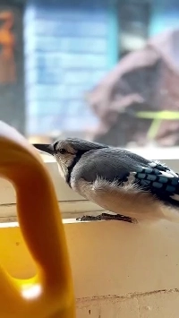 (SOUND)洗濯機の真似をするアオカケス