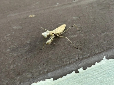 久しぶりにカマキリを見ました。