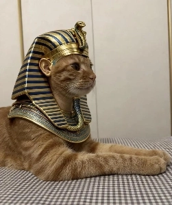 スフィンクス猫