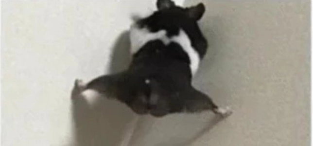 突然壁を登るハムスター.jpg