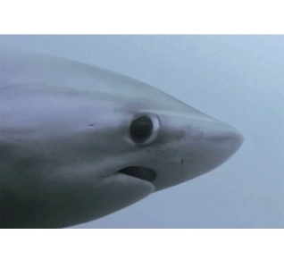 人間は醜いほど攻撃的になると言われています。