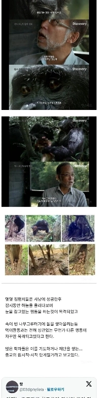 チンパンジーは宗教を持ち始めます。