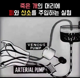 (SOUND)（ショック、嫌悪）死んだ犬の頭に血液と酸素を注入する実験