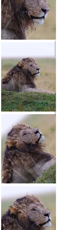 野生の雄ライオンの出現がレディットで話題を呼んでいる。