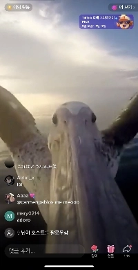 生放送中に鳥に携帯電話を噛まれました。jpg