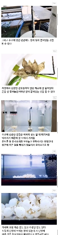 魚市場で廃棄されるイカの卵を救う