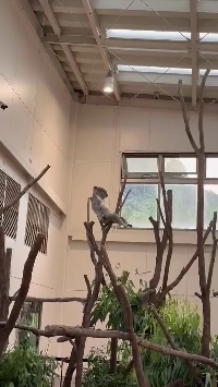 (SOUND)閉園直前のコアラ