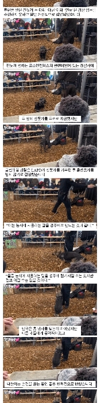 なぜ珍島犬が警察犬として拒否されたのか