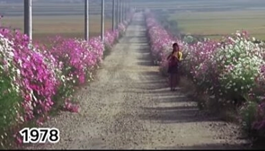 キュウリの幼い頃の通学路