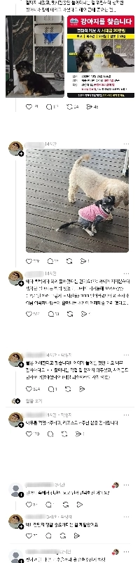 行方不明になっていた毛むくじゃらの子犬が癇癪を起こして戻ってくる。