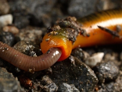 (SOUND)嫌い）ミミズを食べる「ヒル」