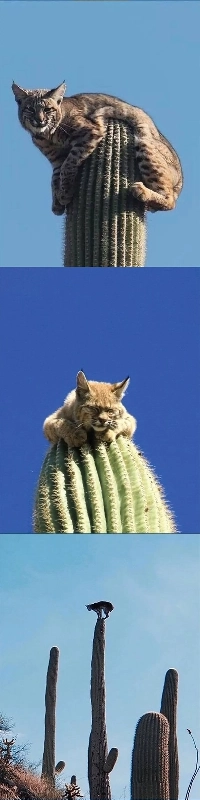 アカオオヤマネコは天敵を避ける方法