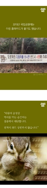 リスが食べ物に執着する理由.jpg
