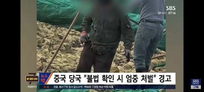 中国の漬物工場でまた衛生問題が浮上し、中国政府は全てを回収して廃棄した。