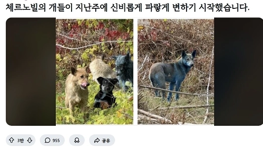 チェルノブイリ近くの犬が青くなる