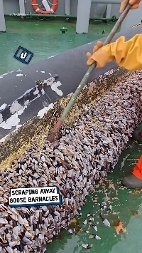 (SOUND)ハマグリを船から取り除く