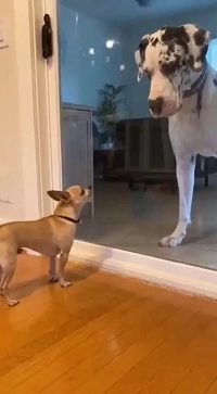 (SOUND)チワワさん、怒りを上手にコントロールしてください。mp4