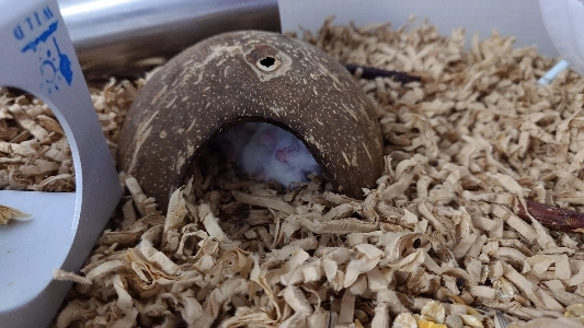 我が家のハムスターパウダーは遠くまで行きました。