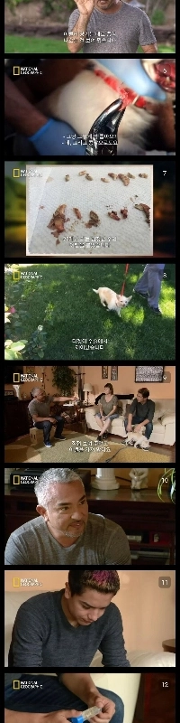 アメリカ版カン・ヒョンウクの問題犬ケア