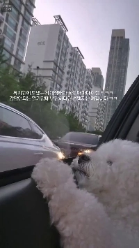 (SOUND)幼稚園に行った後に犬が気を失ってしまった.mp4。