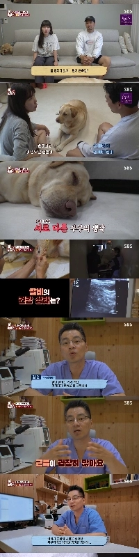 犬の健康について意見が異なるカップル