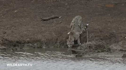 チーターが水を飲みながら悲鳴をあげて死ぬ .gif
