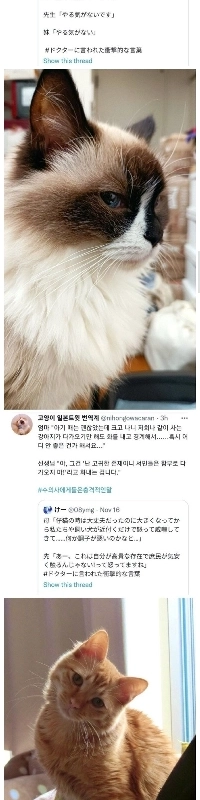 獣医師からの衝撃の言葉