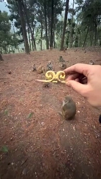 (SOUND)西洋人：うわー！それは王冠ですか？