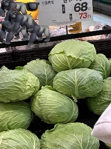 キャベツがなぜ日本では庶民の象徴なのか