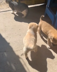 (SOUND)子犬を襲った子猫の末路