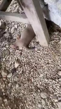 (SOUND)昼寝中に犬が引きずられてしまう。