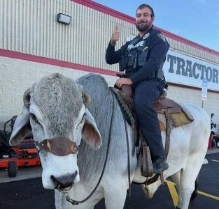 (SOUND)駐車場で牛が乗っているとの通報を受け、警察が出動した。