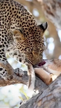 (SOUND)【憎しみ】 ごちそうを満喫するヒョウ。