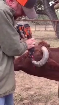 (SOUND)死にそうになった牛