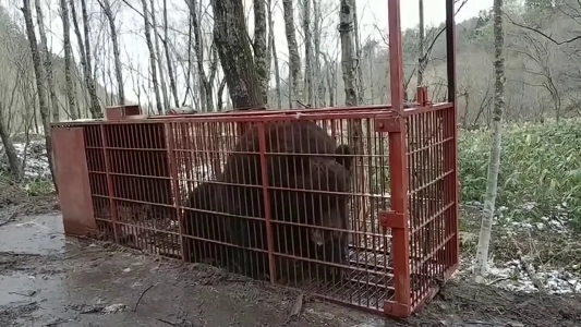 (SOUND)日本で捕獲されたヒグマ