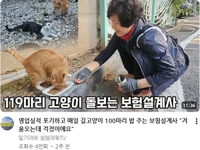 野良猫100匹の世話をする猫ママ