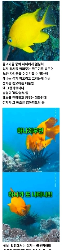 海女がウニをとるときにウニの皮を剥いて魚を釣る理由