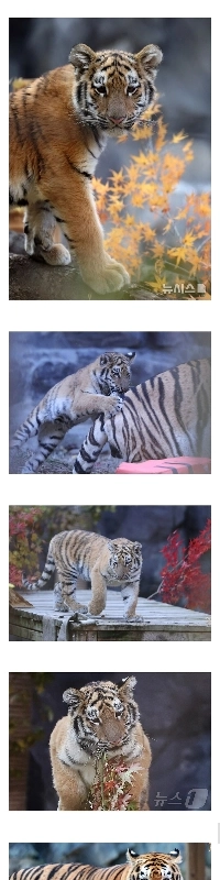 今日、トラの赤ちゃんソルホが初公開されました。jpg