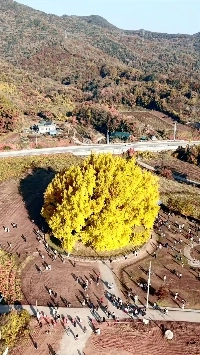 (SOUND)原州芳渓里のイチョウの木