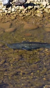 (SOUND)鳩を食べるナマズ