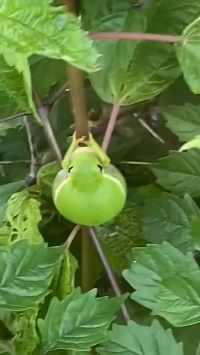 (SOUND)体内のガスの動きがはっきりとわかります。