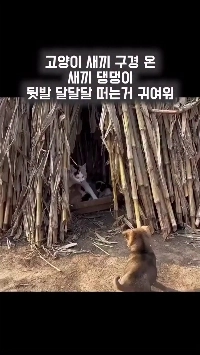 (SOUND)子犬が子猫を見に来た