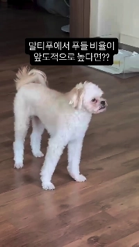 (SOUND)プードル＋マルチーズ＝マルチプー。