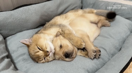 犬の世話をする犬。