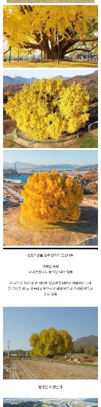 原州市、たった1本の木で観光客を魅了