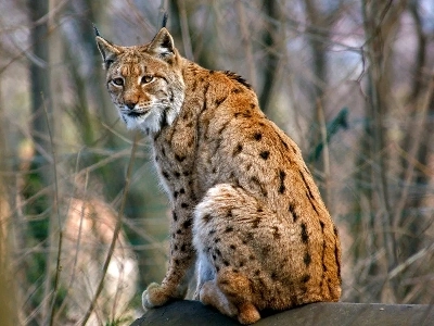 韓国で絶滅した野生動物