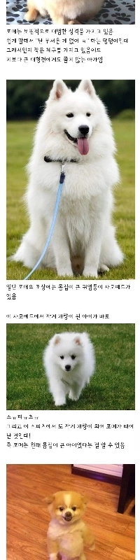 ポメラニアンが大胆な性格をしている理由