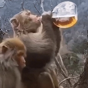 酔った猿